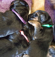 Puppy Collars & Things