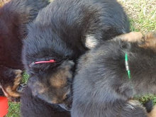 Load image into Gallery viewer, Deluxe Paracord Whelping collars - Puppy Collars & Things
