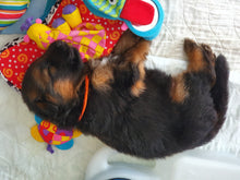 Load image into Gallery viewer, 12 New born & 12 regular paracord Puppy ID Collars - Puppy Collars & Things