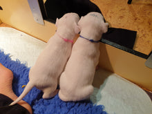 Load image into Gallery viewer, Paracord collars - Puppy Collars & Things