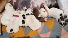 Load image into Gallery viewer, Deluxe Paracord Whelping collars - Puppy Collars & Things