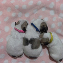 Load image into Gallery viewer, Paracord collars - Puppy Collars & Things