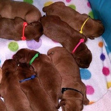 Load image into Gallery viewer, Paracord collars - Puppy Collars & Things