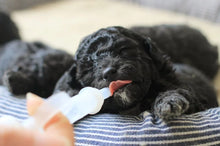 Load image into Gallery viewer, Milk Feeding Syringe - Puppy Collars &amp; Things
