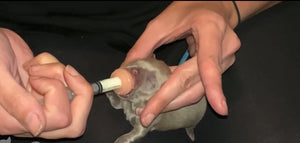 Puppy/Kitten feeding nipple