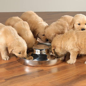 Puppies feeding bowl - Puppy Collars & Things