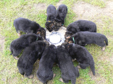 Load image into Gallery viewer, Puppies feeding bowl - Puppy Collars &amp; Things

